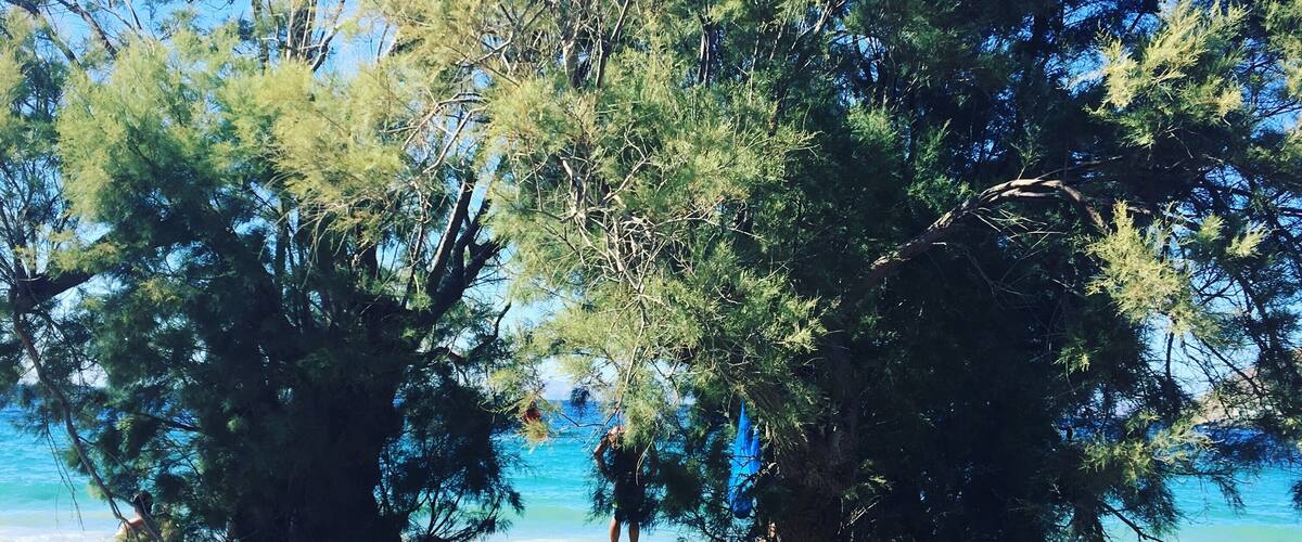 A beach with dense trees and clear blue water.