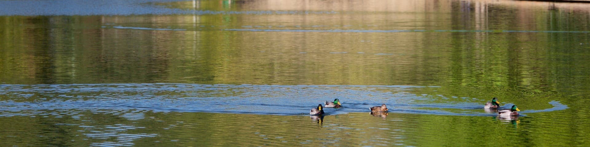 A lake with ducks swimming, a stone bridge, and trees in the background.