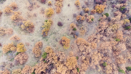 Een droog, dor landschap met verspreide vegetatie en enkele bomen.