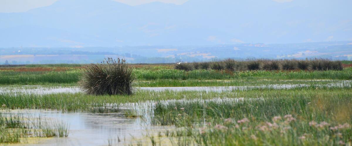 A marshland with water, grass, and distant mountains.