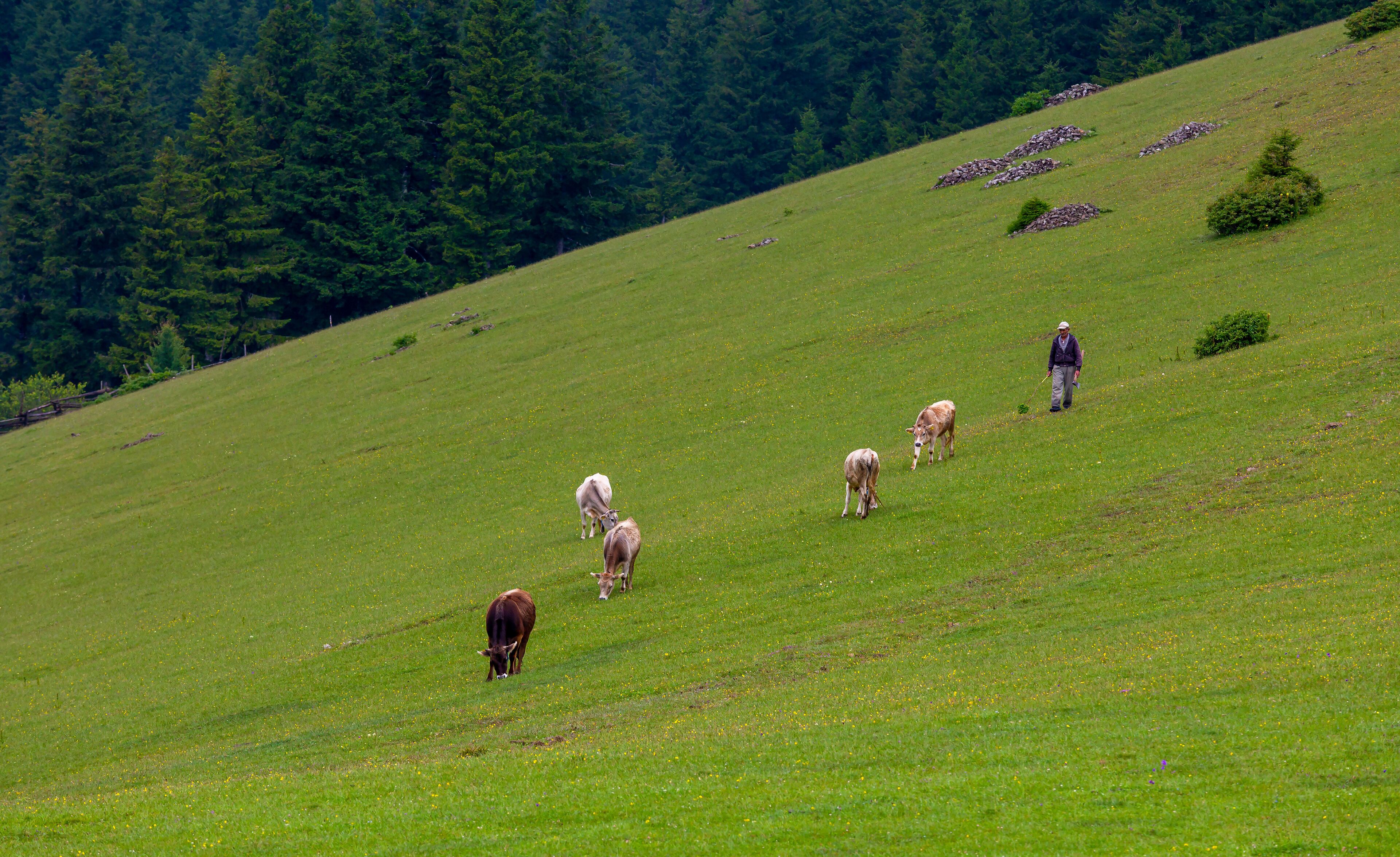 Giresun plateau and houses. Summer season, Kumbet Plateau( Turkish; Kümbet Yaylasi ) houses. Turkey travel. Dereli, Giresun, Turkey