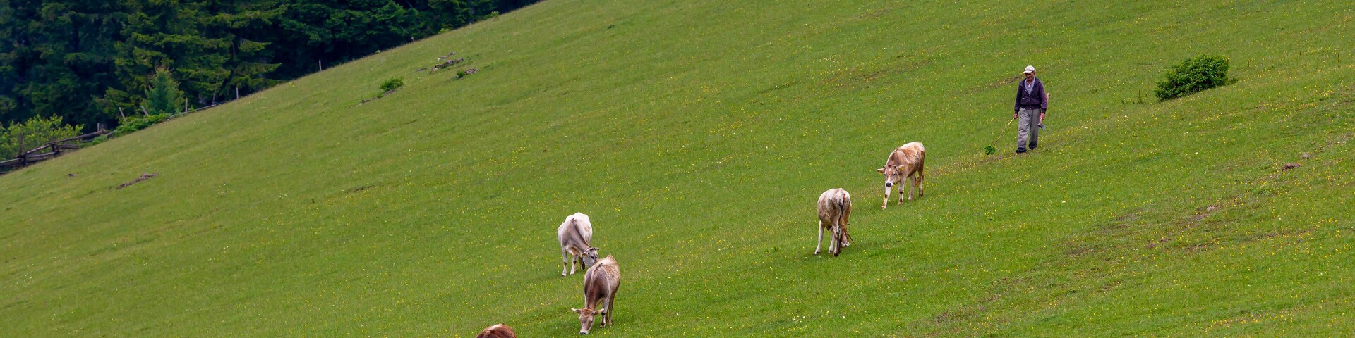 A grassy hillside with cows grazing and a person walking.