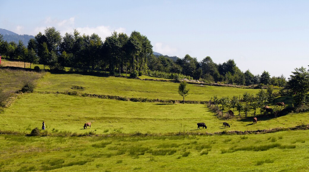 View of a traditional woman, cows, trees and grass field at high plateau reflecting culture. The image is captured in Trabzon/Rize area of Black Sea region located at northeast of Turkey.