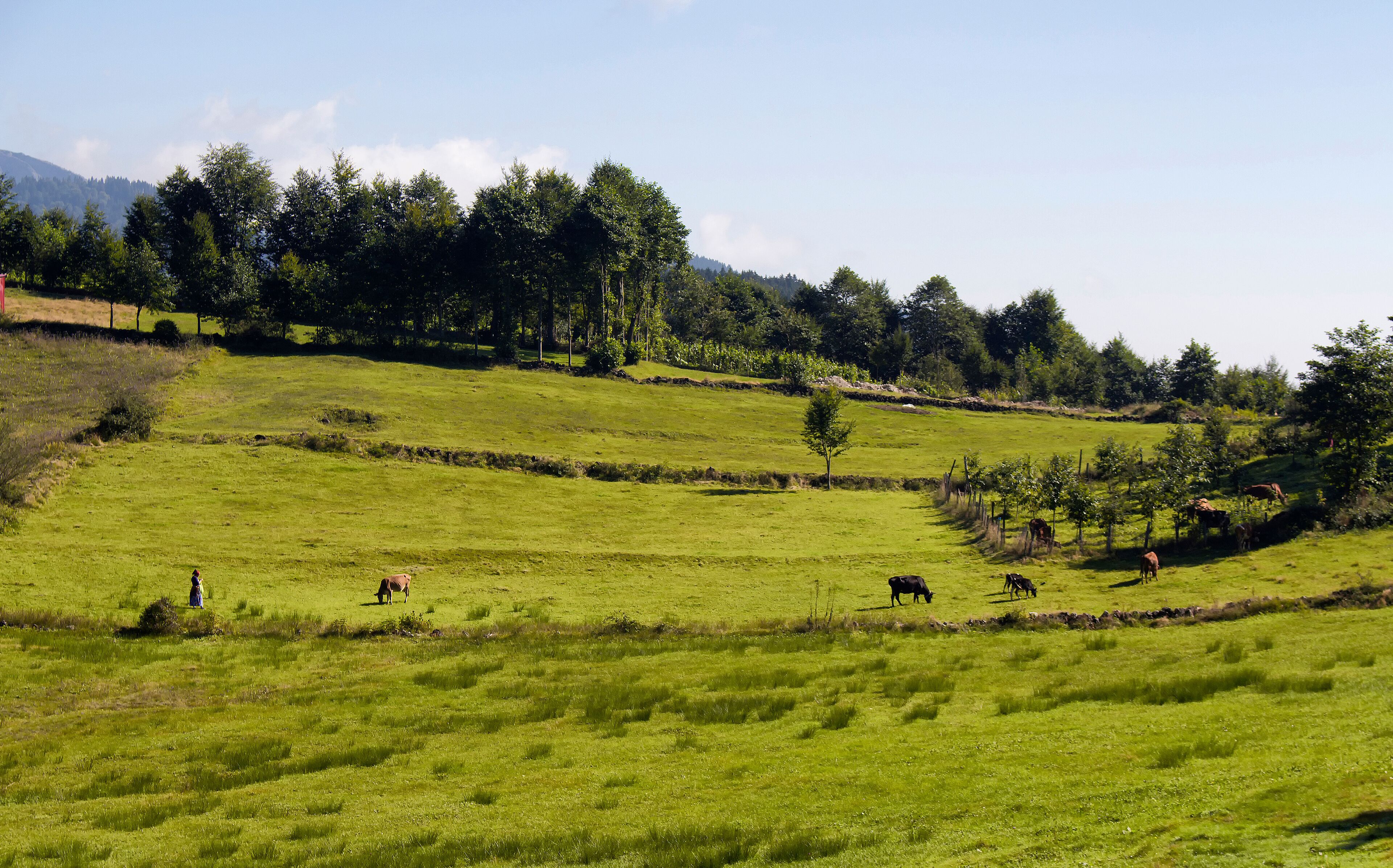 A green field with cows grazing, a small tree, and a fence.