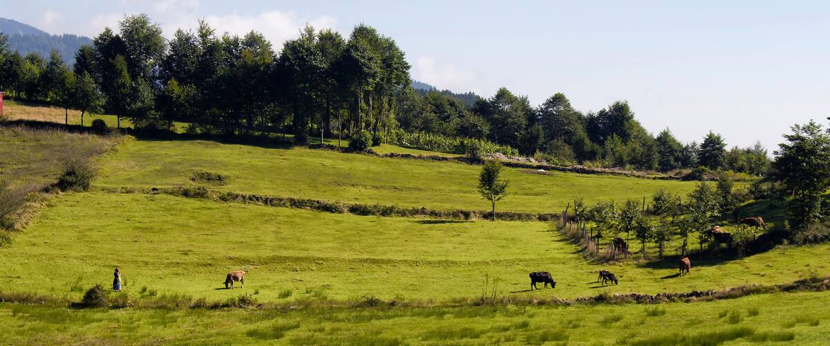 A green field with cows grazing, a small tree, and a fence.