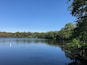 A Swan on the Water at Connetquot River State Park in Oakdale, Long Island, New York