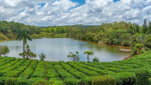View of exterior of Bois Cheri Tea Estate, Savanne District, Mauritius