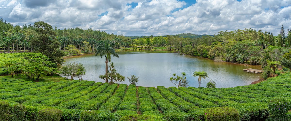 A lush green tea plantation with a central pond surrounded by dense trees and a cloudy sky.
