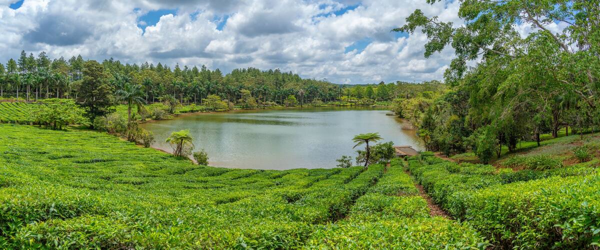 View of exterior of Bois Cheri Tea Estate, Savanne District, Mauritius