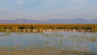 The Sultan reed is in triangle formed by Develi, Yahyalı and Yeşilhisar districts within the boundaries of Kayseri province. A Flamingo paradise reeds, is one of the most important wetlands of Turkey