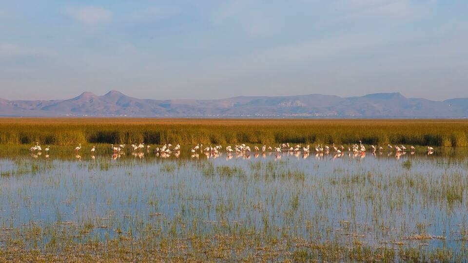 A wetland with flamingos and a mountain range in the background.