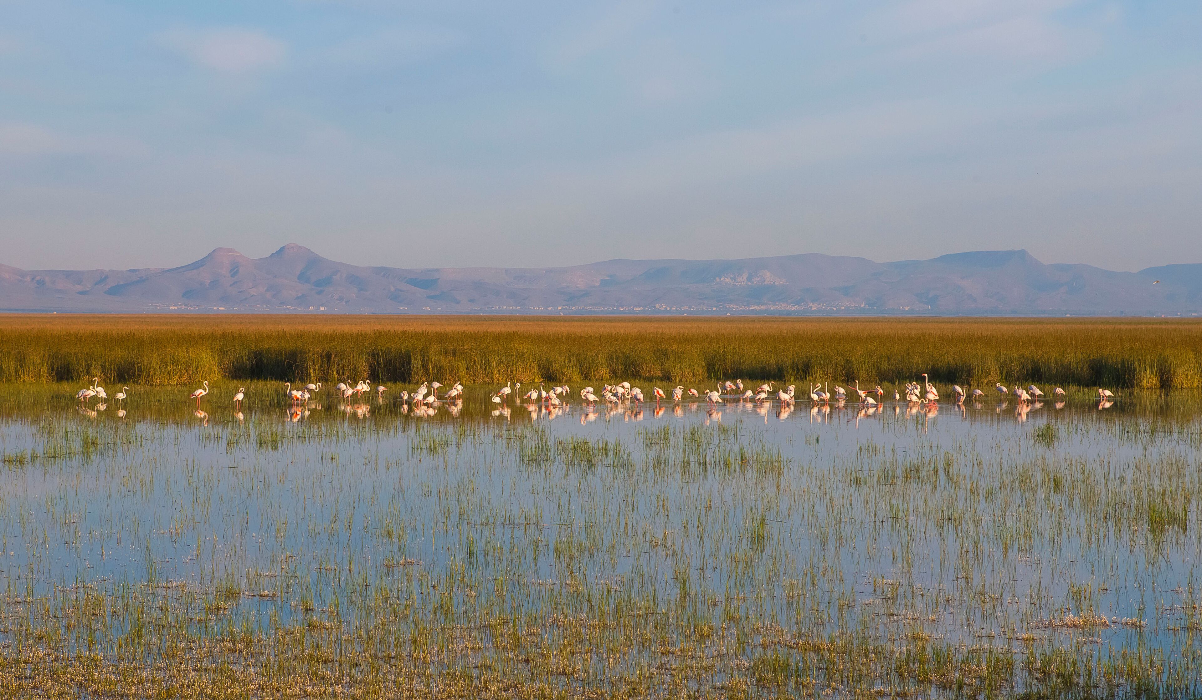 A wetland with flamingos and a mountain range in the background.