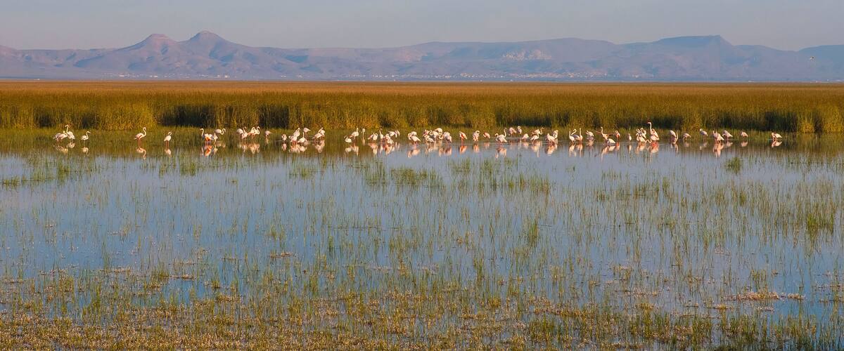 A wetland with flamingos and a mountain range in the background.