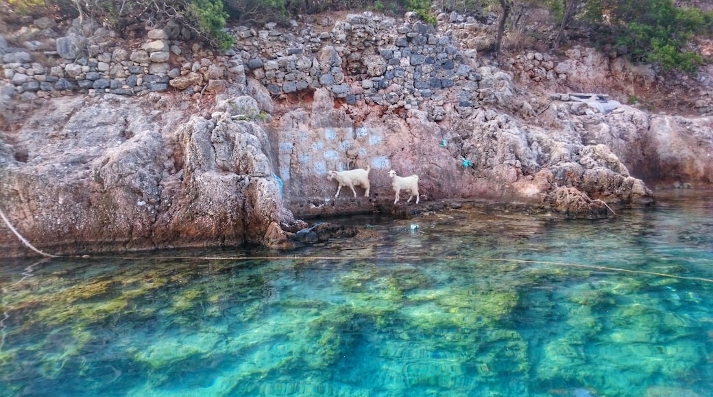 Do you ever think about what is spring fun for little goats?
Roaming by the sea, of course. (Just like you.)
#springfun