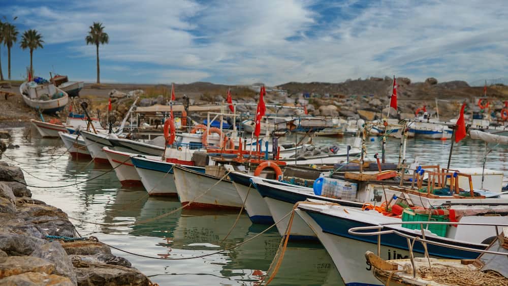 fishing boats in the harbor