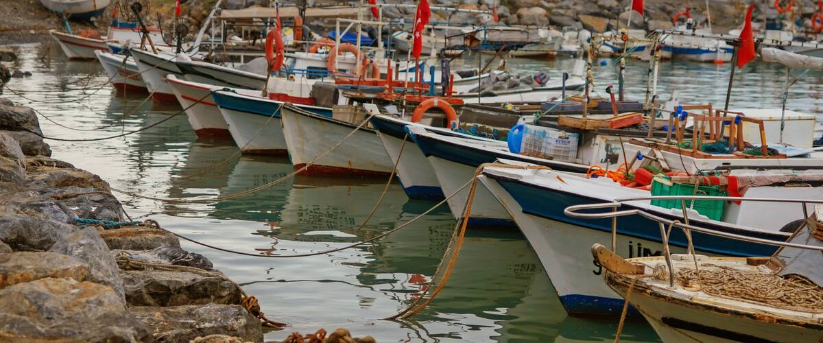 A row of boats docked at a rocky shore with palm trees in the background.