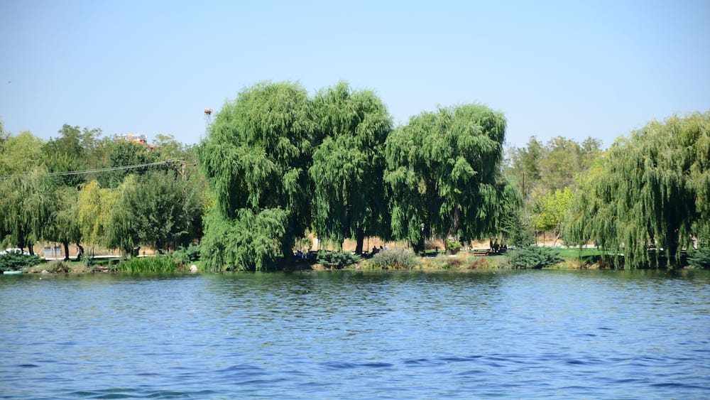 Un lac paisible, bordé de saules, et un ciel bleu et dégagé.