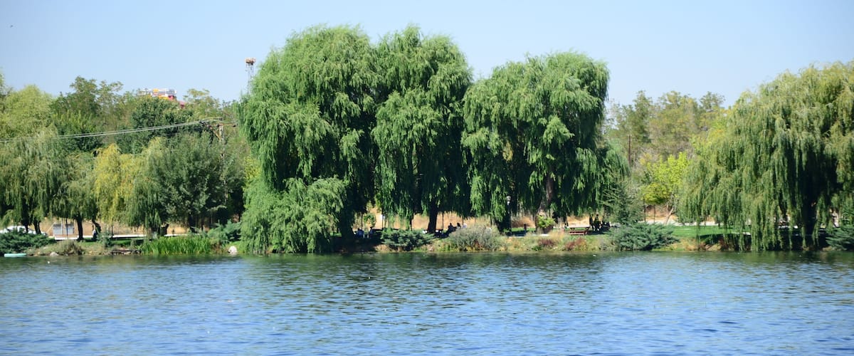 A calm lake with willow trees along the shore and a clear blue sky.