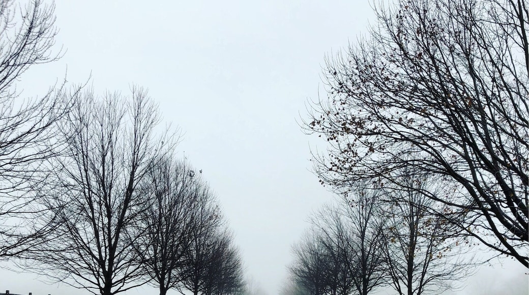 A foggy morning in Delaware