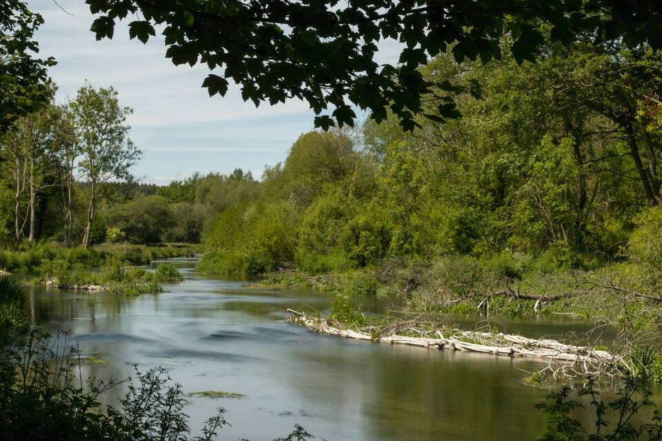 A calm river surrounded by dense green foliage and trees.
