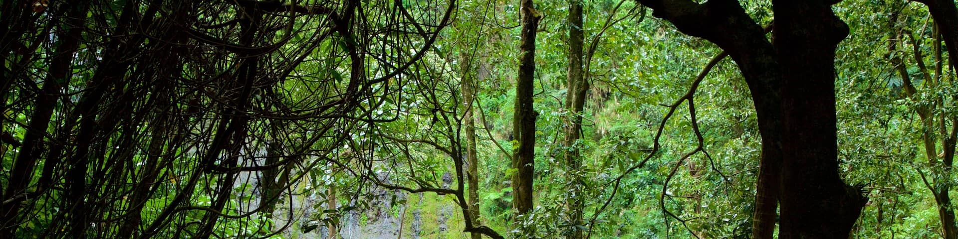 A forest path with moss-covered rocks and dense green foliage.