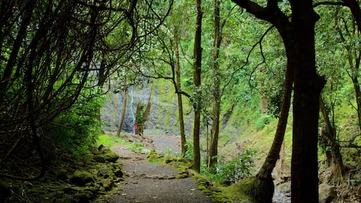 Faarumai Waterfalls showing forest scenes