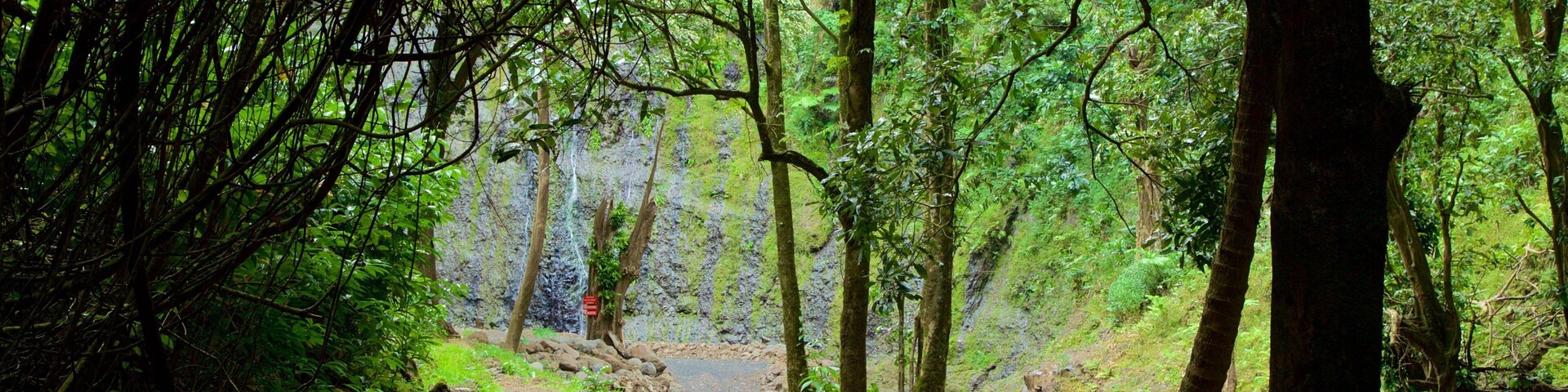 Un sendero en un bosque con rocas cubiertas de musgo y follaje verde denso.