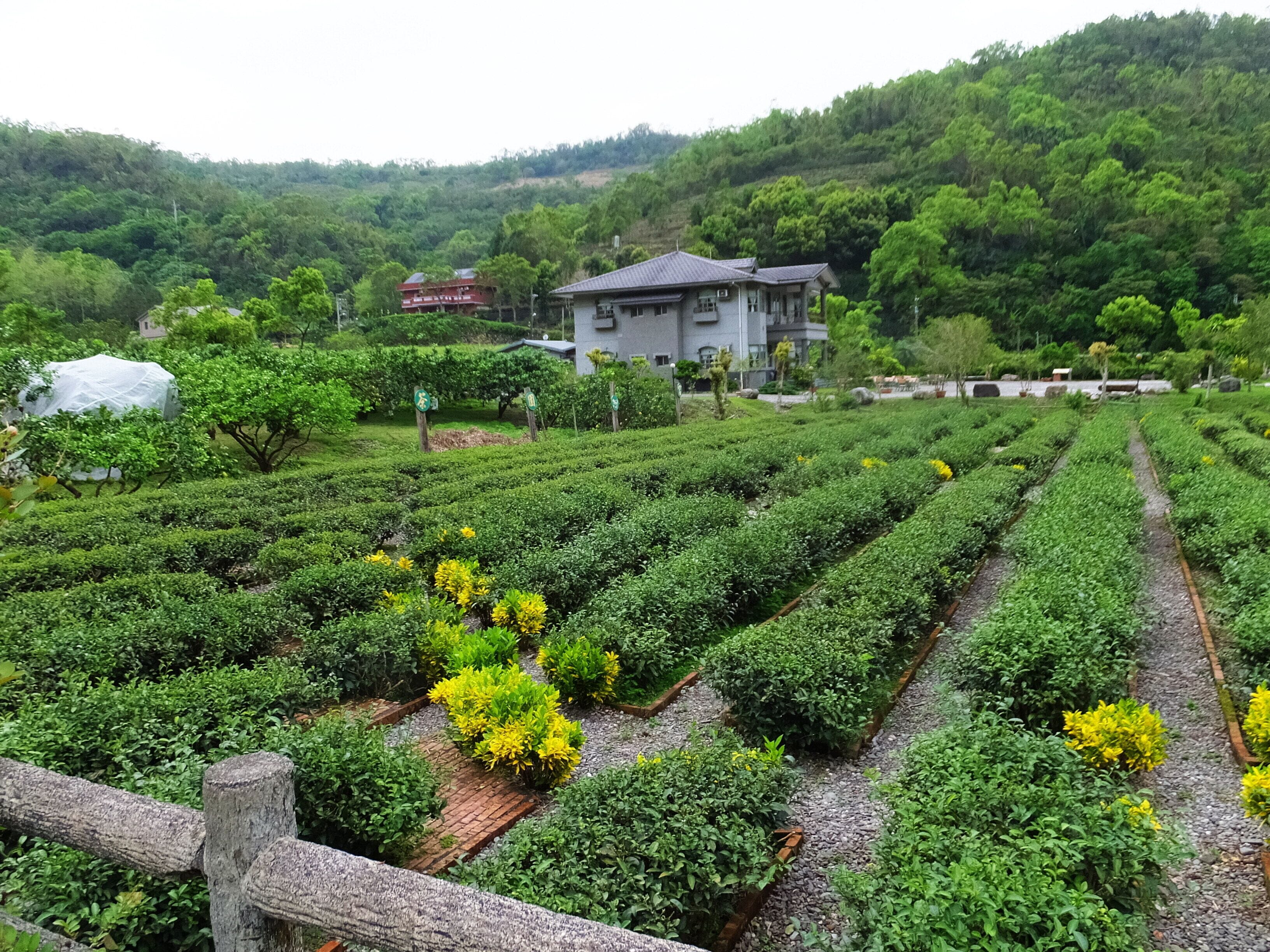 A lush tea plantation with neatly arranged rows of tea bushes, a wooden fence, and a house in the background.