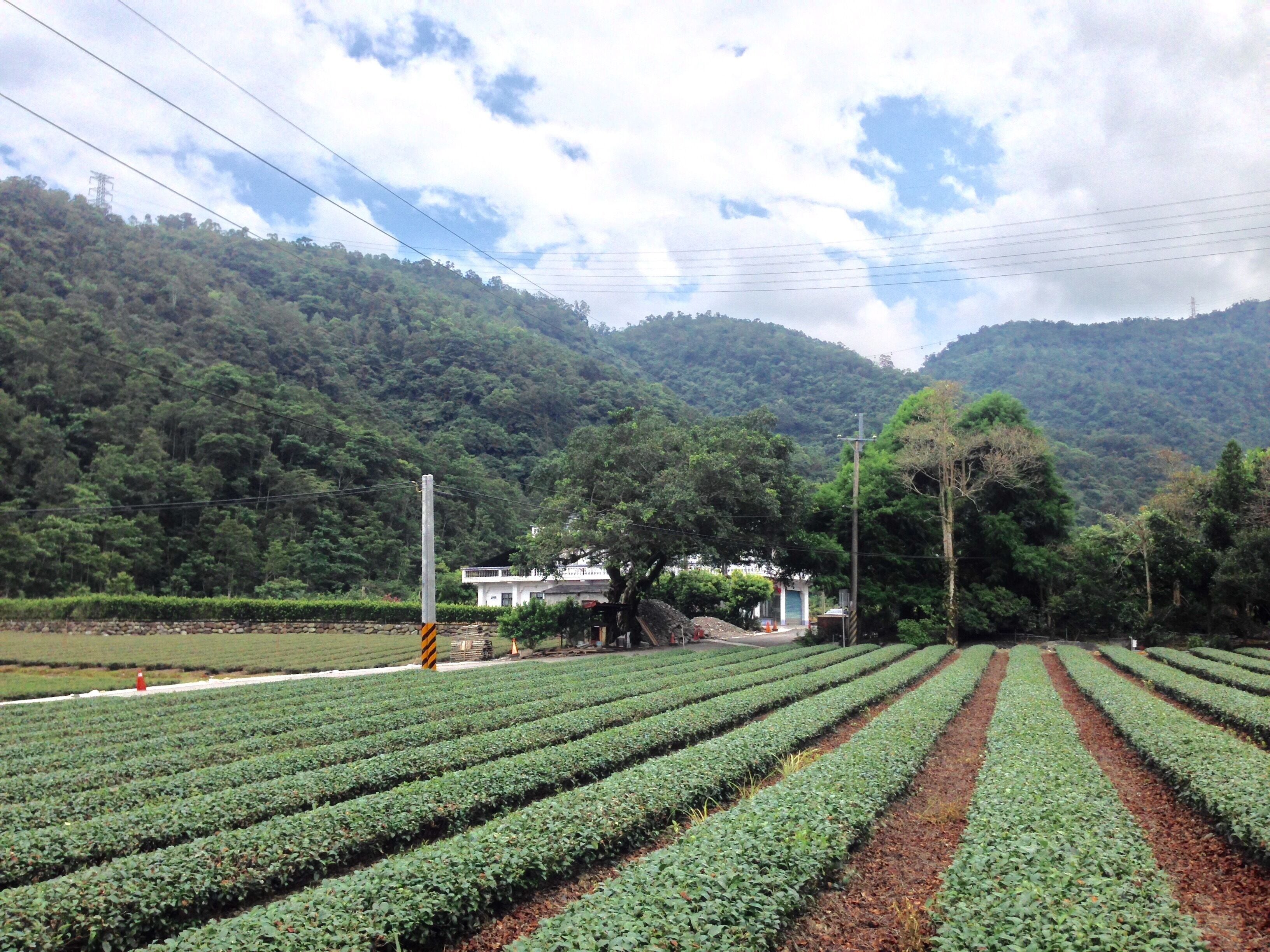 A lush green field with rows of crops, a stone wall, and a house in the background.