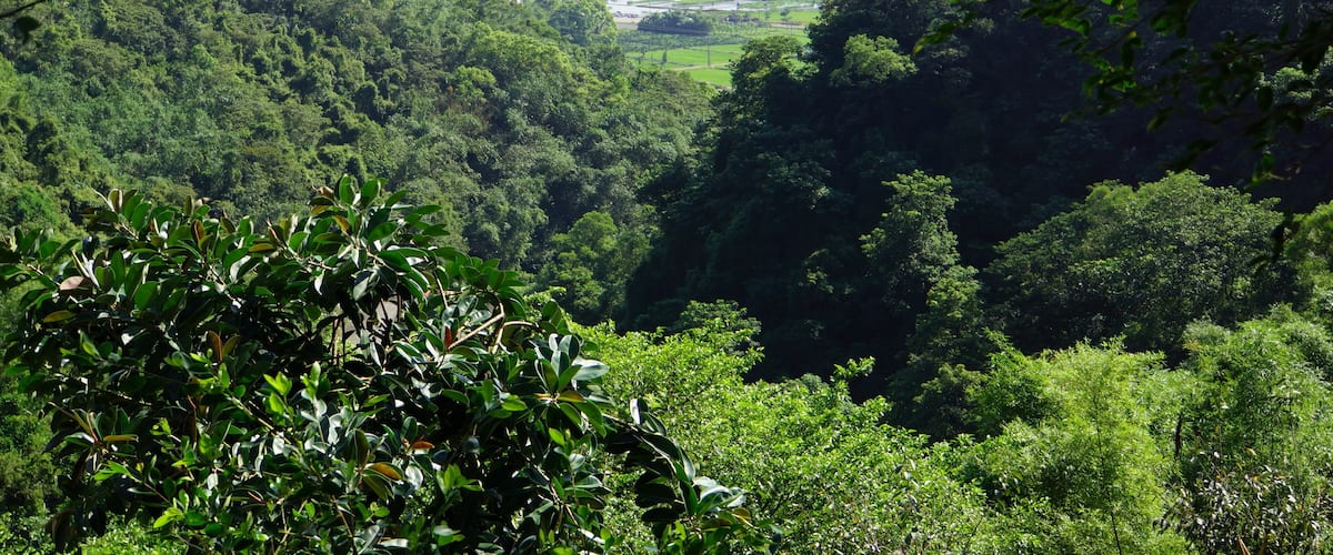 A lush green valley with dense foliage and a distant view of a town with buildings and a church.