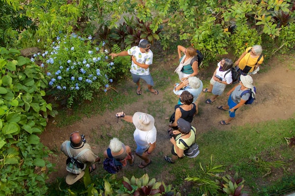 Moorea Tropical Garden caratteristiche di fiori di campo e parco cosi come un piccolo gruppo di persone