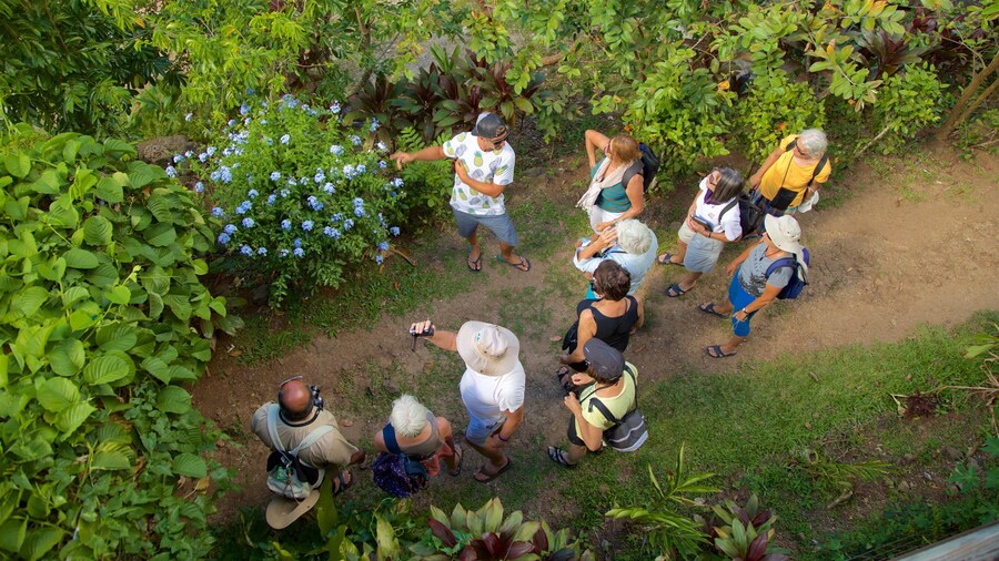 Moorea Tropical Garden featuring a park and wildflowers as well as a small group of people