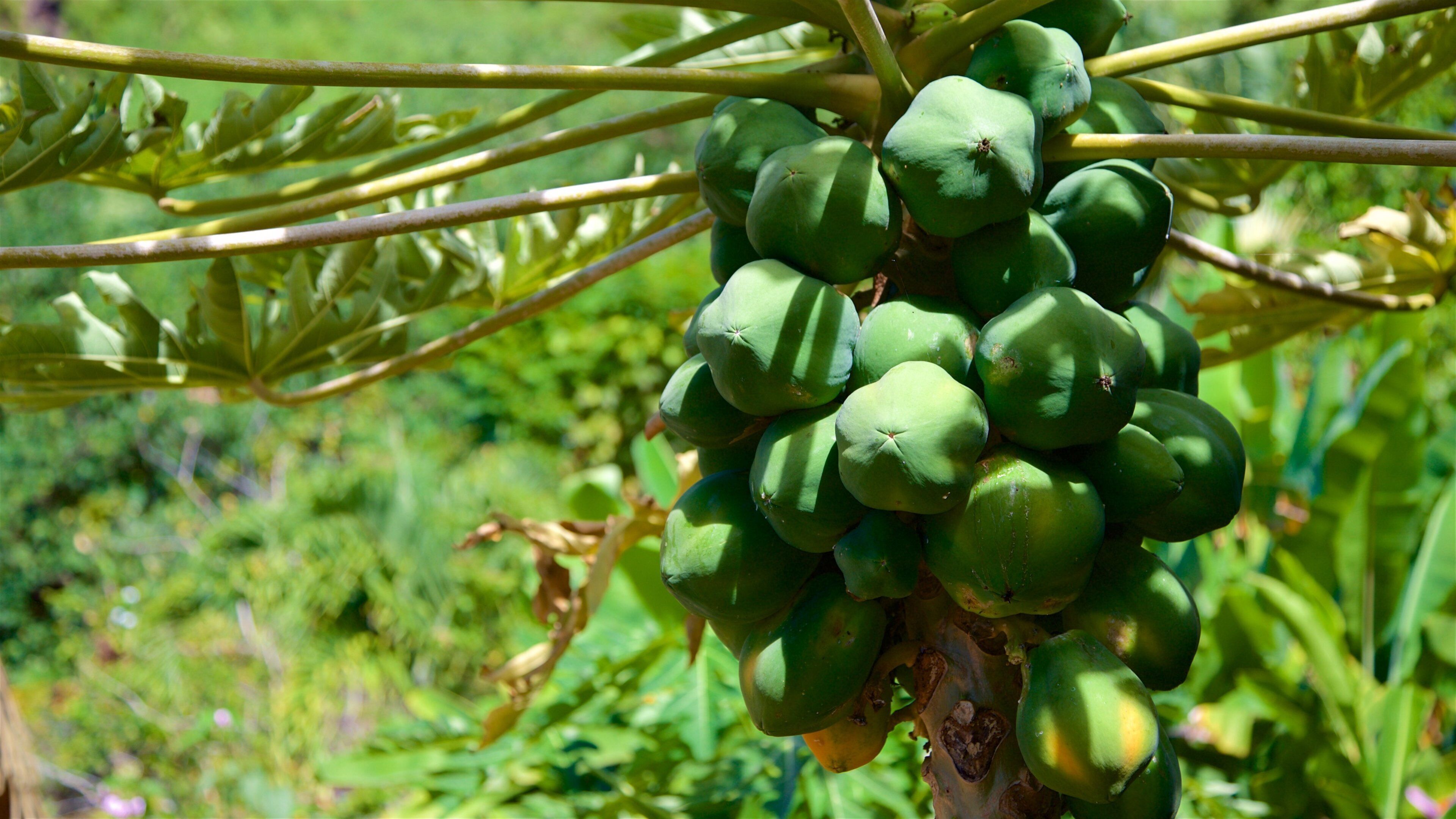 Moorea Tropical Garden que inclui florestas e comida