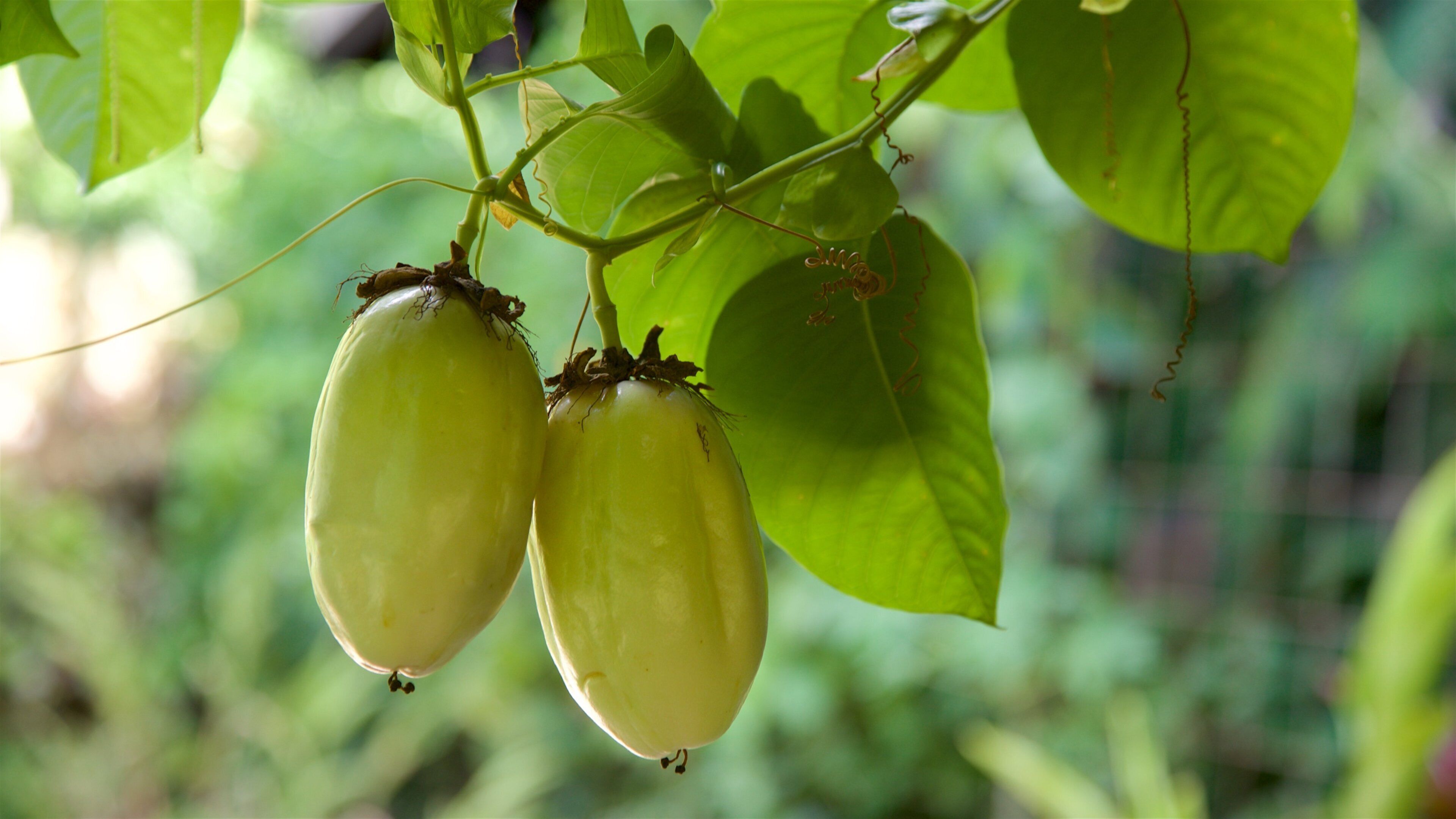 Moorea Tropical Garden showing food and farmland