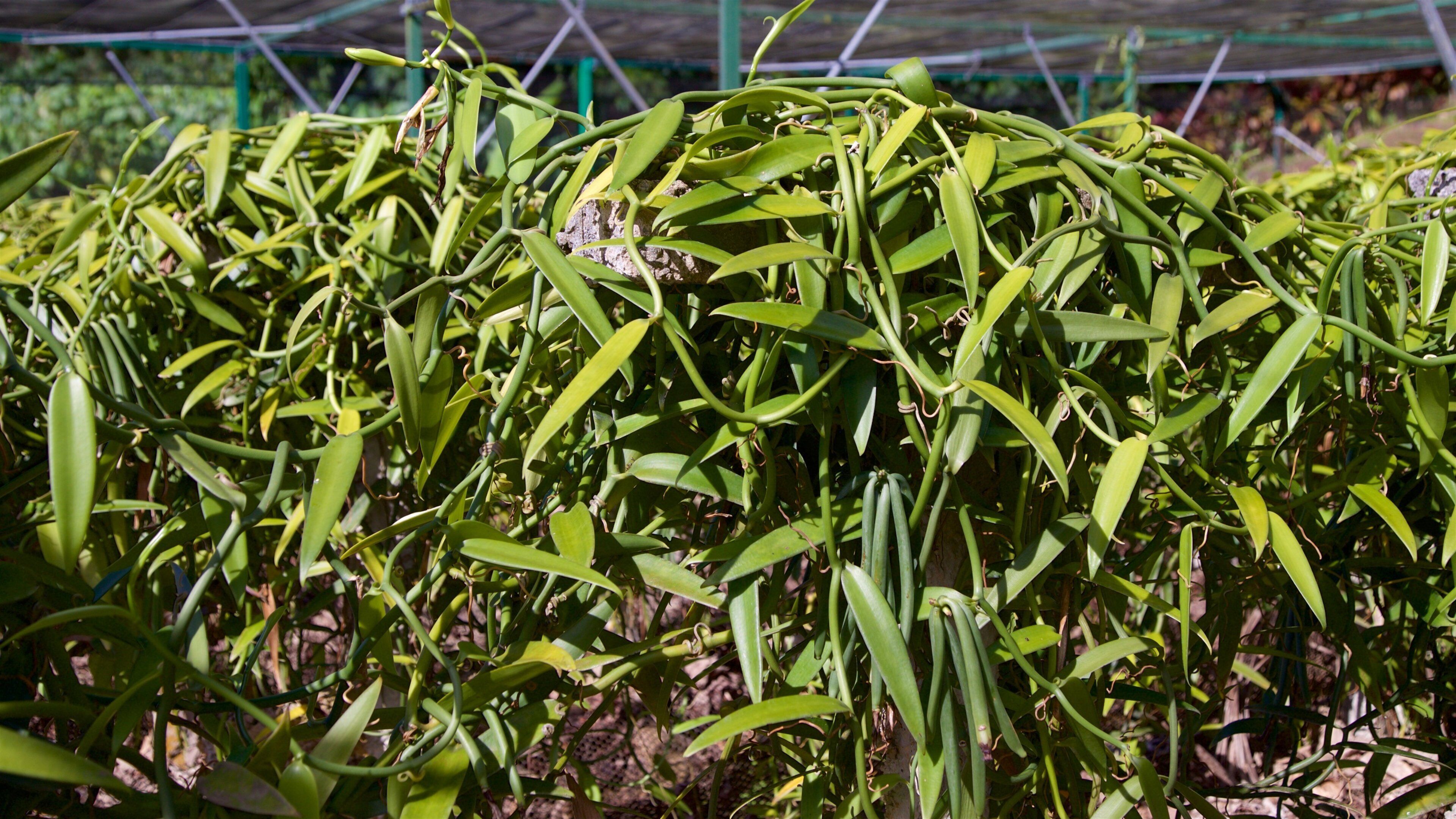Moorea Tropical Garden which includes a park