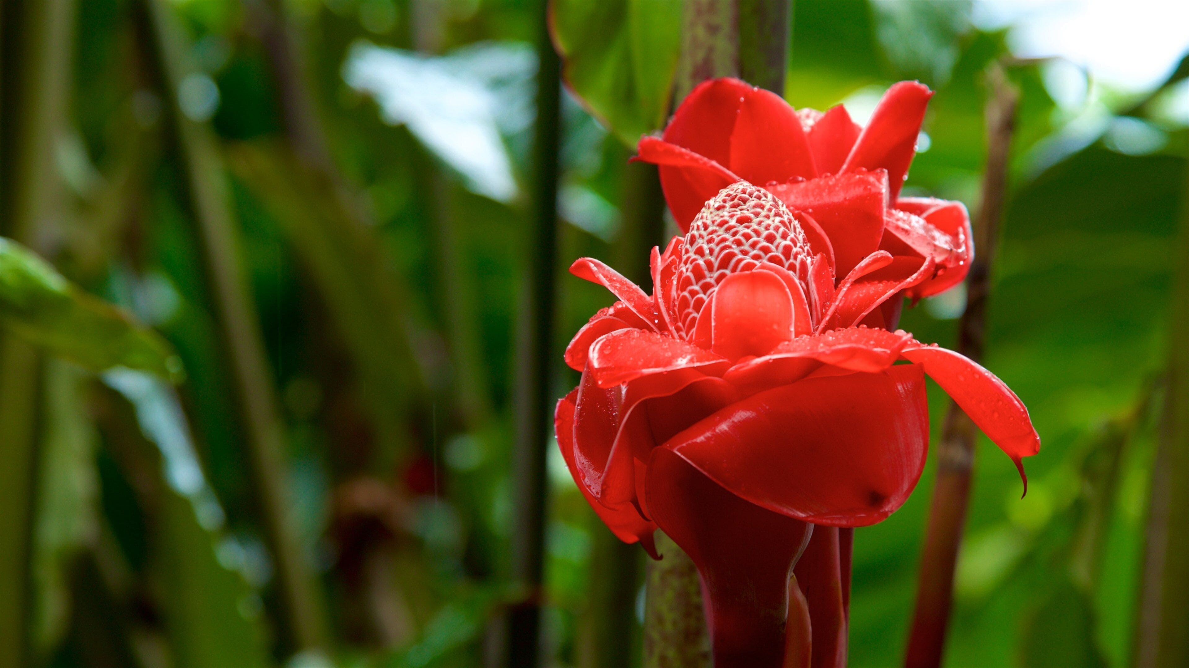 The Water Gardens of Vaipahi showing wildflowers
