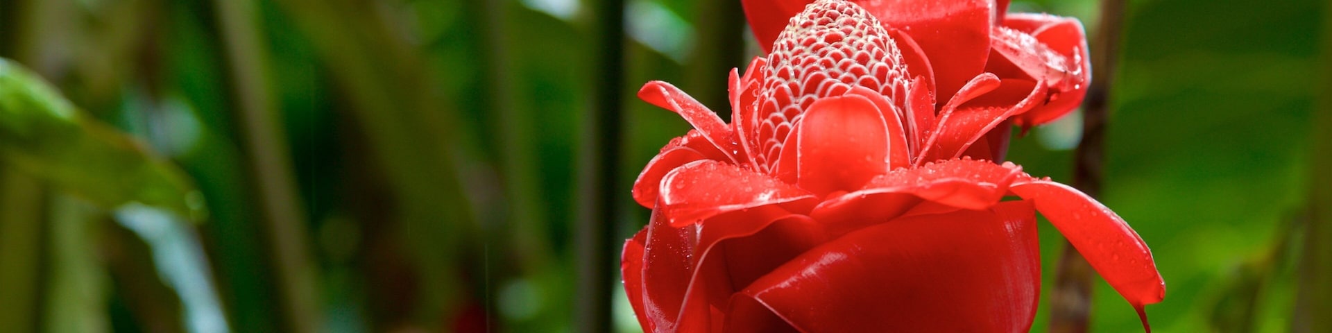 Jardines de agua de Vaipahi mostrando flores silvestres