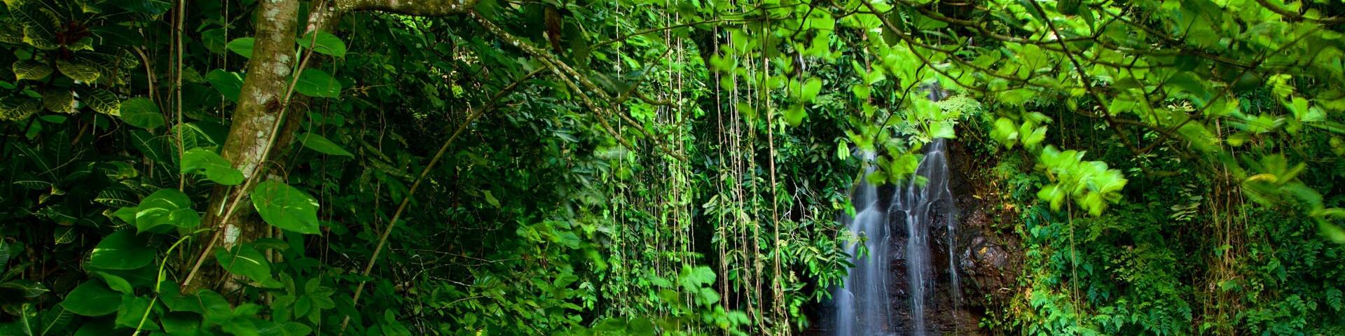 A waterfall surrounded by dense green foliage.