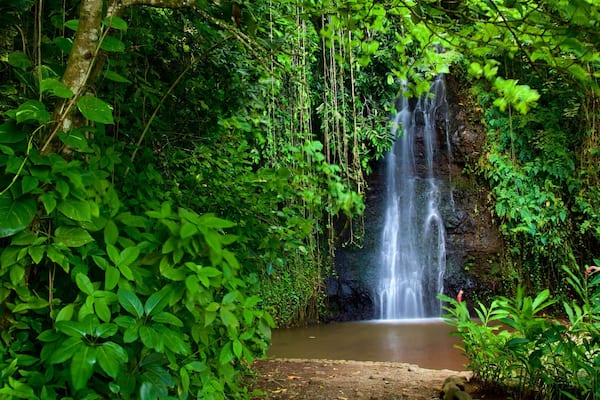 ザ ウォーター ガーデンズ オブ バイパヒ フィーチャー 森林の風景, 段滝 と 河あるいは小川