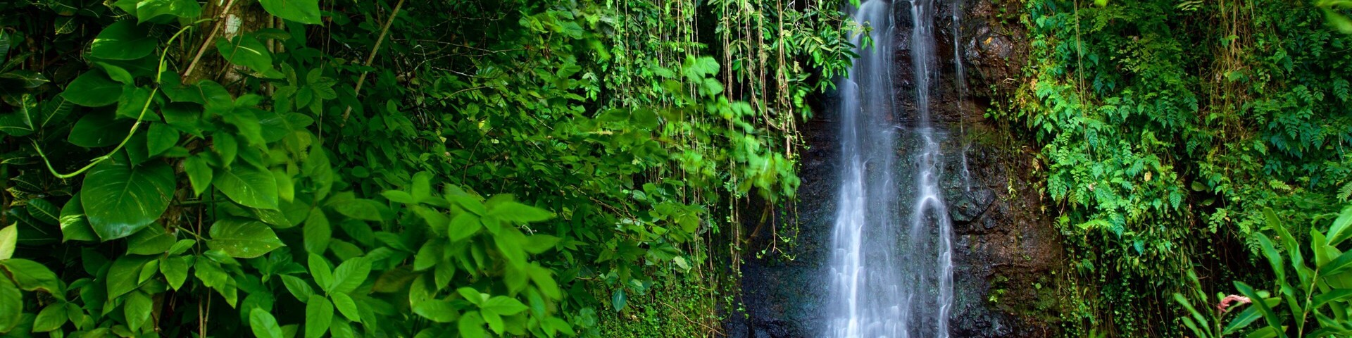 The Water Gardens of Vaipahi featuring a river or creek, forests and a cascade