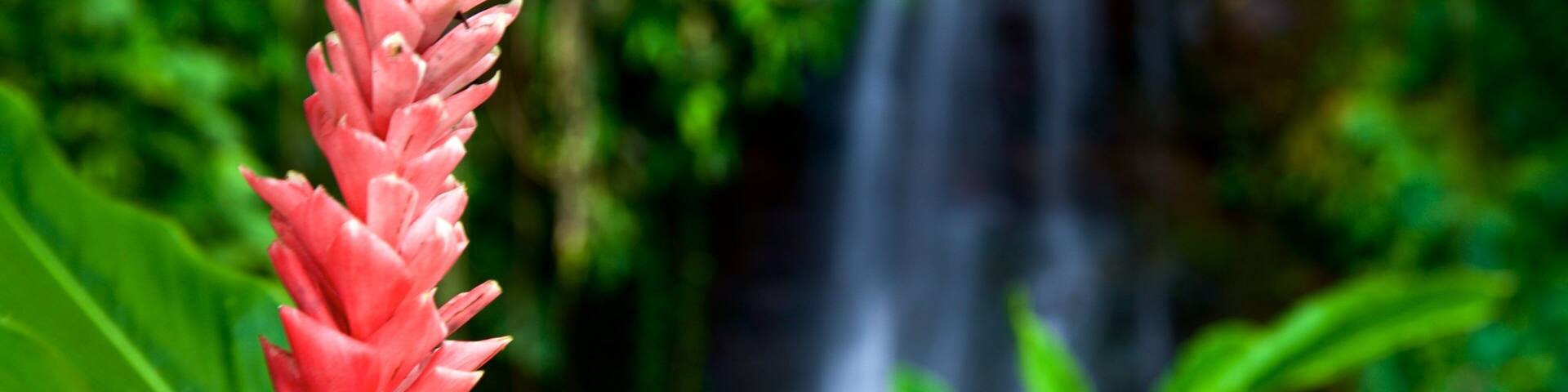 ザ ウォーター ガーデンズ オブ バイパヒ フィーチャー 野花