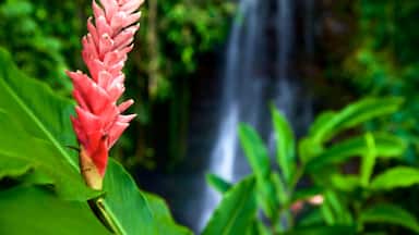 Jardines de agua de Vaipahi que incluye flores silvestres