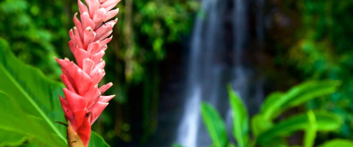A pink flower in the foreground with a waterfall in the background.