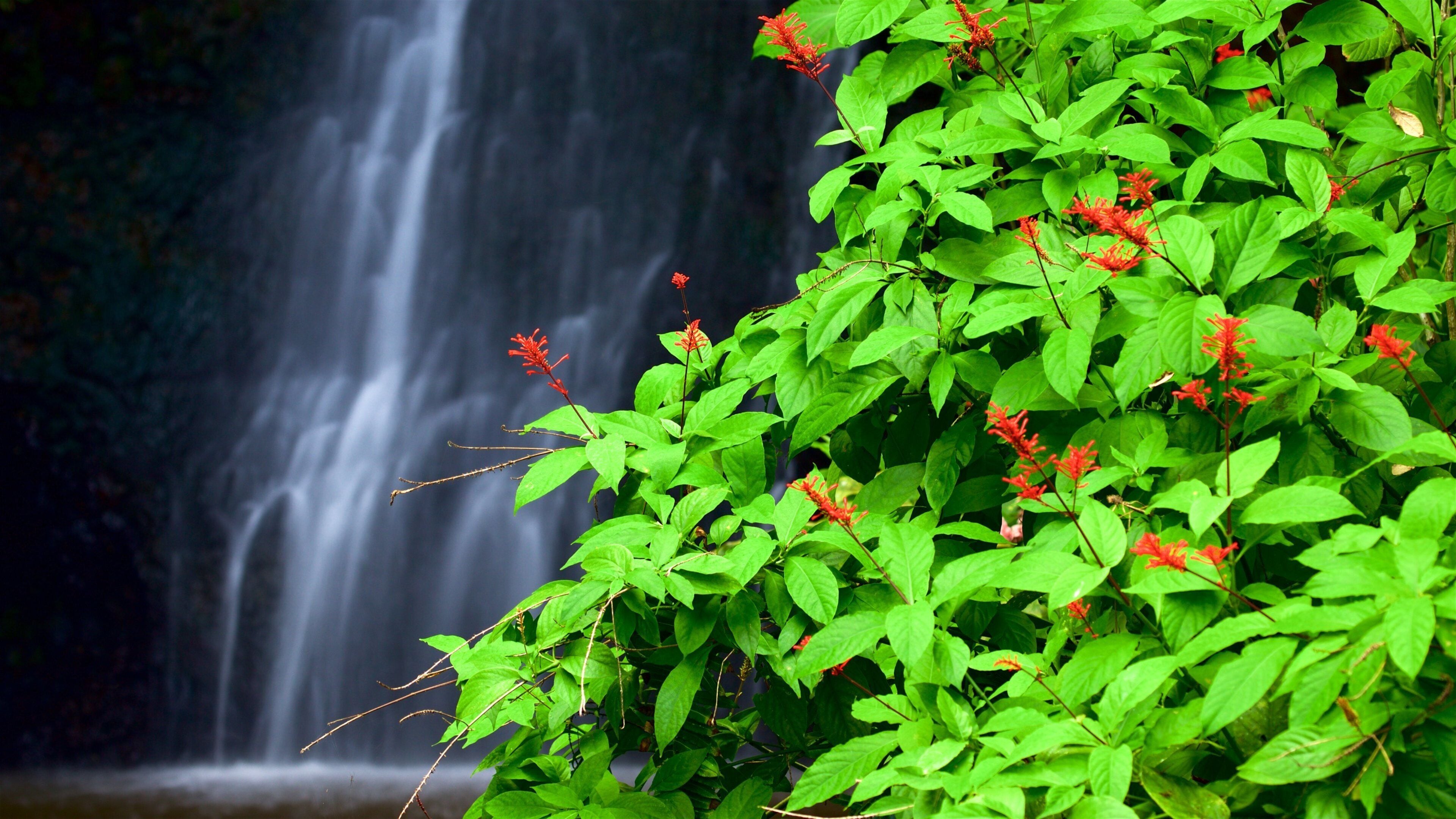 The Water Gardens of Vaipahi which includes wildflowers and a cascade