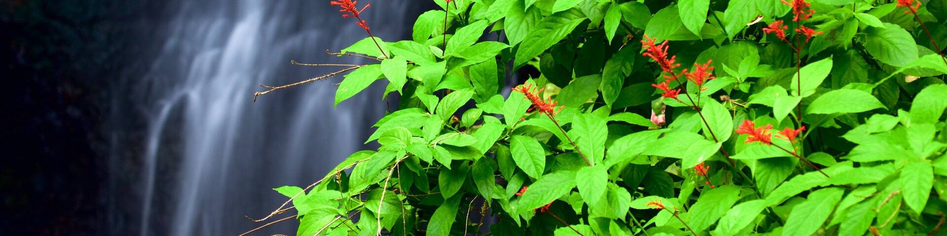 The Water Gardens of Vaipahi which includes wildflowers and a cascade