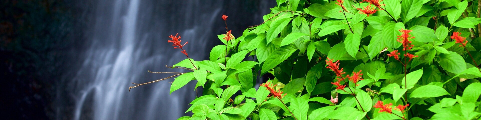 The Water Gardens of Vaipahi which includes wildflowers and a cascade