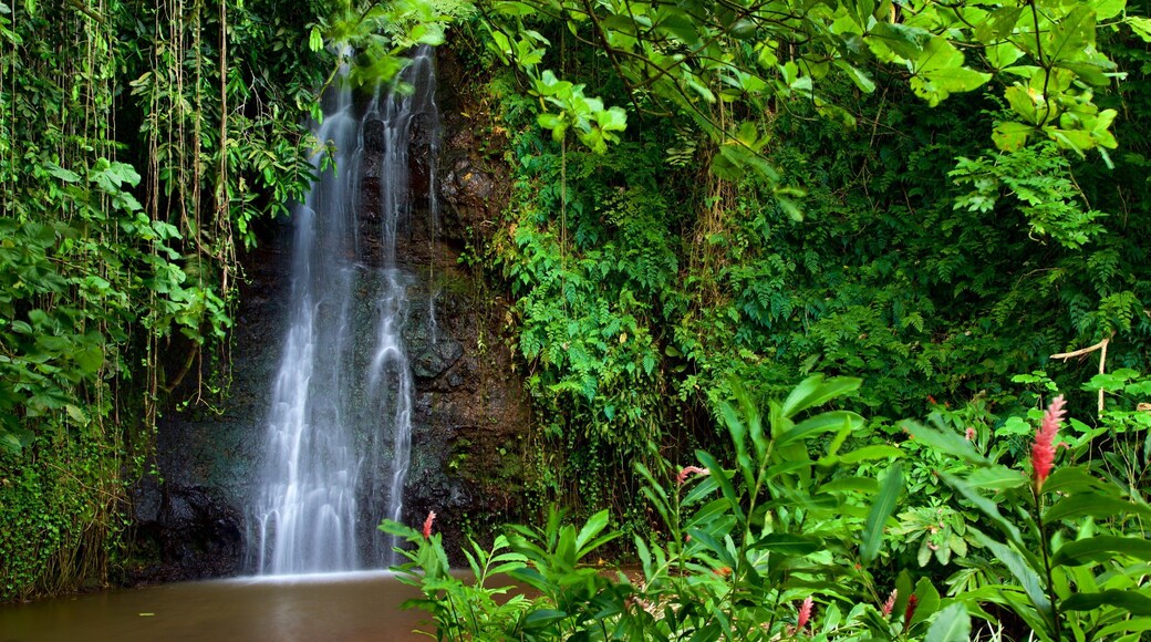 The Water Gardens of Vaipahi showing a waterfall