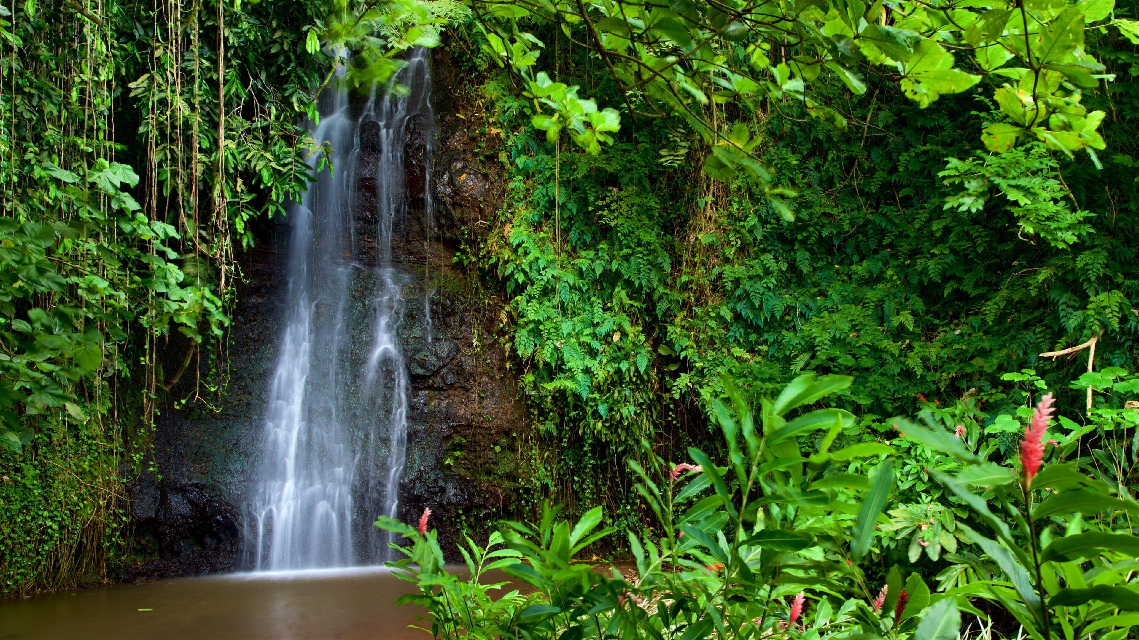 A waterfall cascading down a rocky cliff surrounded by lush green foliage.