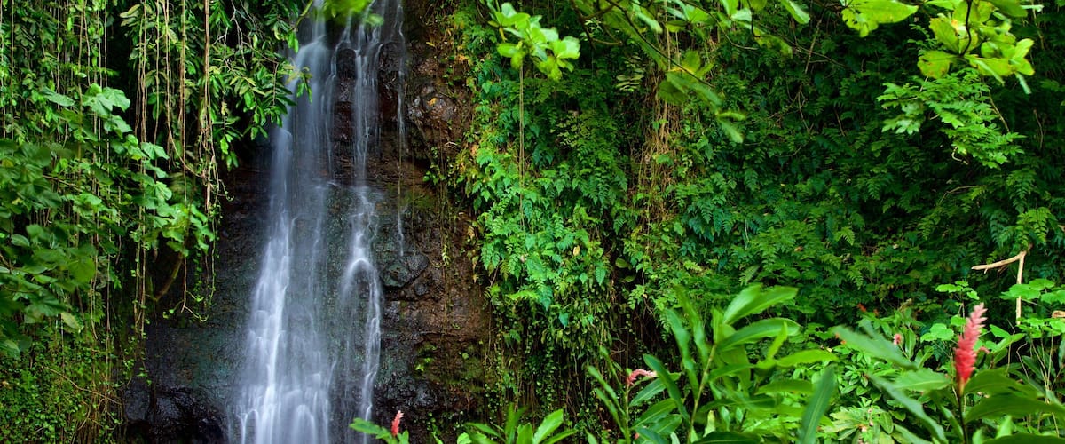 A waterfall cascading down a rocky cliff surrounded by lush green foliage.