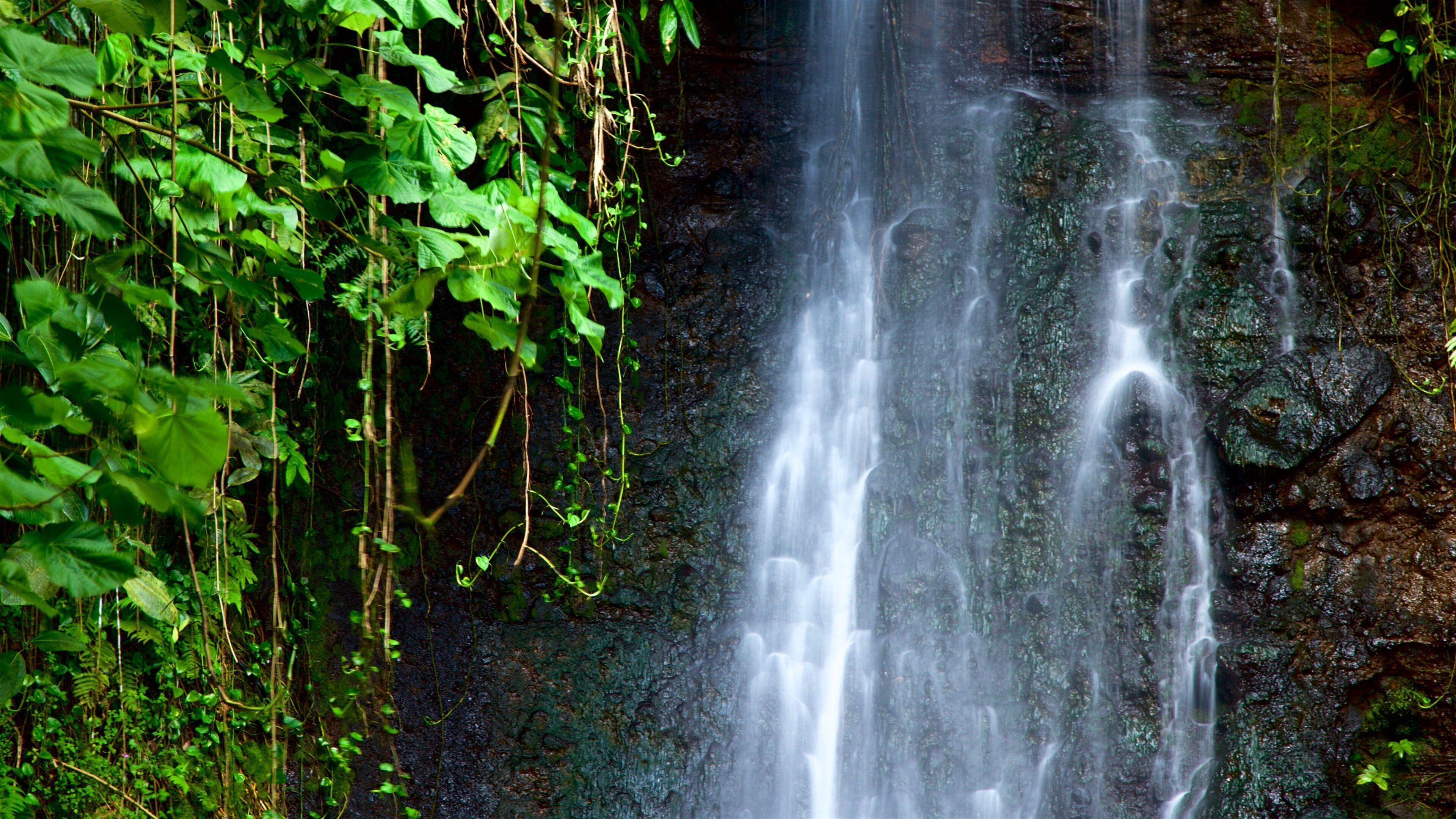 The Water Gardens of Vaipahi which includes a waterfall
